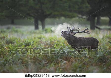 Stock Image - Red deer, Cervus elaphus, Richmond Park, London, England, Great Britain. Fotosearch