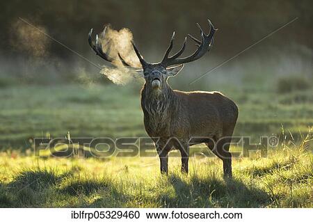 Red deer, Cervus elaphus, Richmond Park, London, England, Great Britain View Large Photo Image Stock Image - Red deer, Cervus elaphus, Richmond Park, London, England, Great Britain. Fotosearch