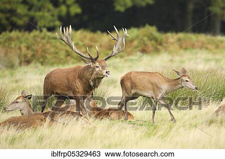 Red deer, Cervus elaphus, Richmond Park, London, England, Great Britain View Large Photo Image Stock Image - Red deer, Cervus elaphus, Richmond Park, London, England, Great Britain. Fotosearch