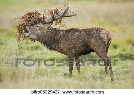 Red deer, Cervus elaphus, Richmond Park, London, England, Great Britain View Large Photo Image Stock Photo - Red deer, Cervus elaphus, Richmond Park, London, England, Great Britain. Fotosearch