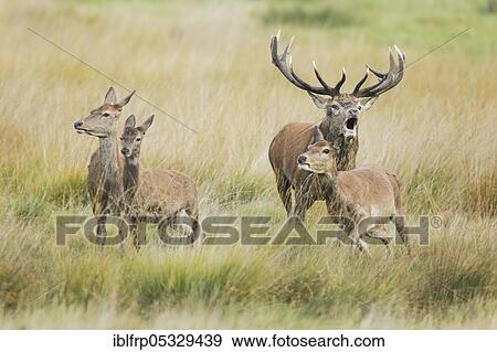 Red deer, Cervus elaphus, Richmond Park, London, England, Great Britain View Large Photo Image Stock Photo - Red deer, Cervus elaphus, Richmond Park, London, England, Great Britain. Fotosearch