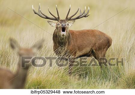 Red deer, Cervus elaphus, Richmond Park, London, England, Great Britain View Large Photo Image Stock Photo - Red deer, Cervus elaphus, Richmond Park, London, England, Great Britain. Fotosearch