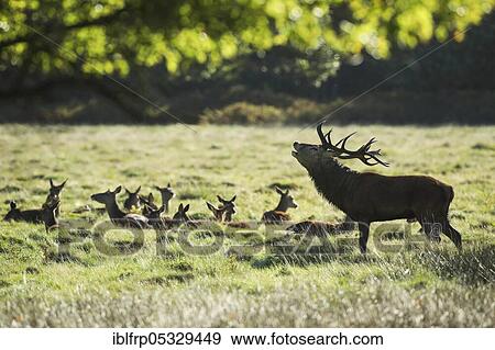 Red deer, Cervus elaphus, Richmond Park, London, England, Great Britain View Large Photo Image Stock Photo - Red deer, Cervus elaphus, Richmond Park, London, England, Great Britain. Fotosearch