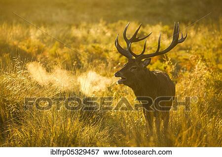 Stock Photo - Red deer, Cervus elaphus, Richmond Park, London, England, Great Britain. Fotosearch