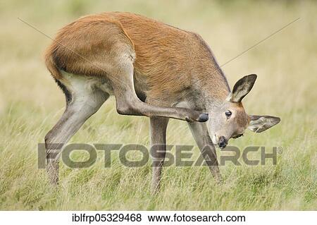 Red deer, Cervus elaphus, Richmond Park, London, England, Great Britain View Large Photo Image Stock Photo - Red deer, Cervus elaphus, Richmond Park, London, England, Great Britain. Fotosearch