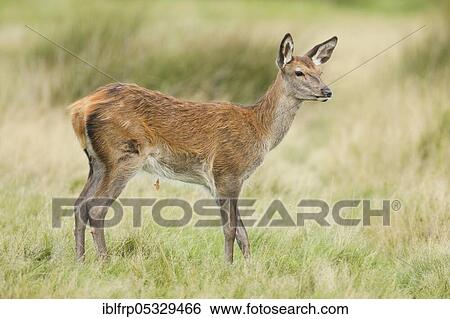 Red deer, Cervus elaphus, Richmond Park, London, England, Great Britain View Large Photo Image Stock Photograph - Red deer, Cervus elaphus, Richmond Park, London, England, Great Britain. Fotosearch