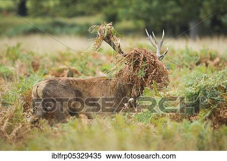 Red deer, Cervus elaphus, Richmond Park, London, England, Great Britain View Large Photo Image Stock Photography - Red deer, Cervus elaphus, Richmond Park, London, England, Great Britain. Fotosearch