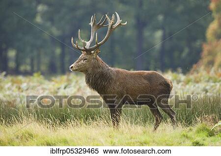 Stock Photography - Red deer, Cervus elaphus, Richmond Park, London, England, Great Britain. Fotosearch