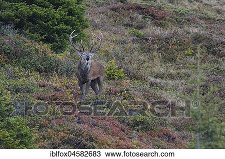 Red deer (Cervus elaphus), roaring stag at rutting on the mountain slope in autumn, Tyrol, Austria, Europe View Large Photo Image Stock Image - Red deer (Cervus elaphus), roaring stag at rutting on the mountain slope in autumn, Tyrol, Austria, Europe. Fotosearch