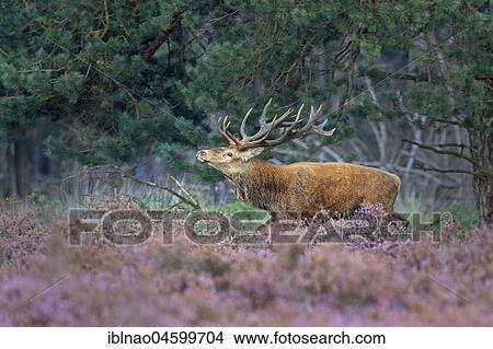 Red deer (Cervus elaphus) runs between Heathers (Calluna vulgaris) at the edge of the forest, rutting season, Hoge Veluwe National Park, Gelderland, Netherlands View Large Photo Image Picture - Red deer (Cervus elaphus) runs between Heathers (Calluna vulgaris) at the edge of the forest, rutting season, Hoge Veluwe National Park, Gelderland, Netherlands. Fotosearch