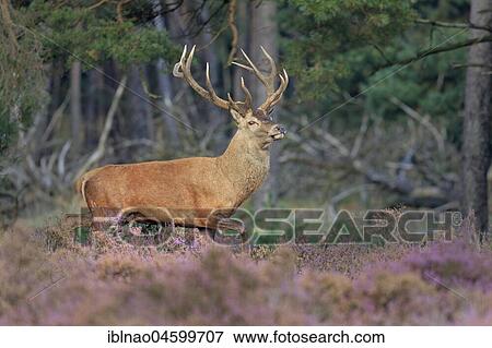 Red deer (Cervus elaphus) runs proudly between Heathers (Calluna vulgaris) at the edge of the forest, rutting season, National Park Hoge Veluwe, Gelderland, Netherlands View Large Photo Image Stock Photo - Red deer (Cervus elaphus) runs proudly between Heathers (Calluna vulgaris) at the edge of the forest, rutting season, National Park Hoge Veluwe, Gelderland, Netherlands. Fotosearch