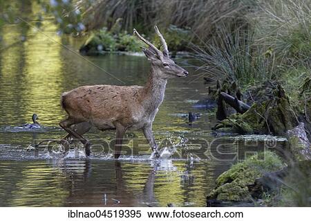 Red deer (Cervus elaphus) runs through water, Schleswig-Holstein, Germany, Europe View Large Photo Image Stock Photography - Red deer (Cervus elaphus) runs through water, Schleswig-Holstein, Germany, Europe. Fotosearch