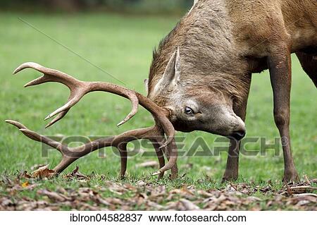 Red deer (Cervus elaphus), rut, animal portrait, captive, Germany, Europe View Large Photo Image Stock Photo - Red deer (Cervus elaphus), rut, animal portrait, captive, Germany, Europe. Fotosearch