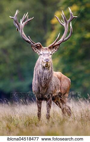 Red deer (Cervus elaphus), rutting season, Denmark, Europe View Large Photo Image Stock Photo - Red deer (Cervus elaphus), rutting season, Denmark, Europe. Fotosearch