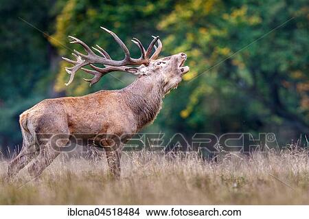 Picture - Red deer (Cervus elaphus), röhrend, rutting season, Denmark, Europe. Fotosearch