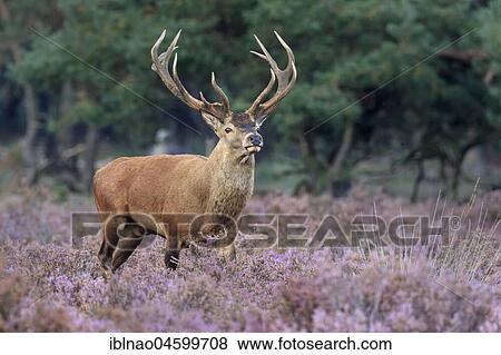 Stock Photo - Red deer (Cervus elaphus) stands between Heathers (Calluna vulgaris) at the edge of the forest, National Park Hoge Veluwe, Gelderland, Netherlands. Fotosearch