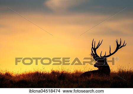 Picture - Red deer (Cervus elaphus), sunrise, rutting season, Denmark, Europe. Fotosearch