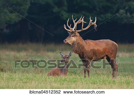Stock Image - Red deer (Cervus elaphus) with doe, Hesse, Germany, Europe. Fotosearch