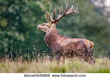 Red deer (Cervus elaphus), with grass in antlers, Denmark, Europe View Large Photo Image Stock Photo - Red deer (Cervus elaphus), with grass in antlers, Denmark, Europe. Fotosearch