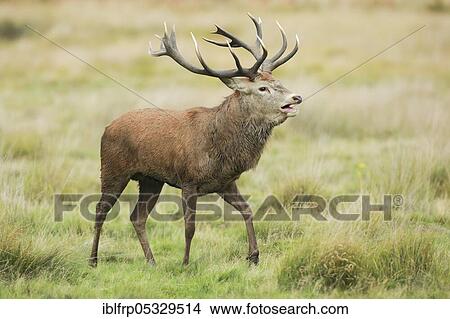 Picture - Red deer, male, Cervus elaphus. Fotosearch