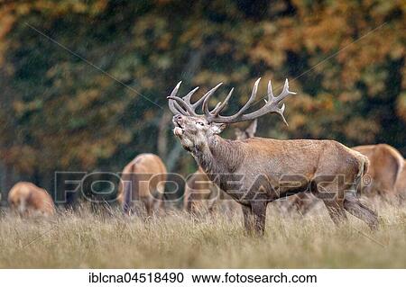 Stock Image - Red deers (Cervus elaphus), belling, rutting season, Denmark, Europe. Fotosearch