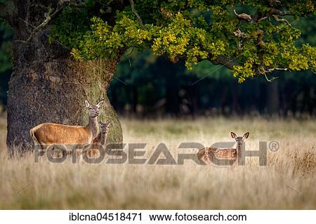Stock Image - Red deers (Cervus elaphus), doe with young animals, Denmark, Europe. Fotosearch