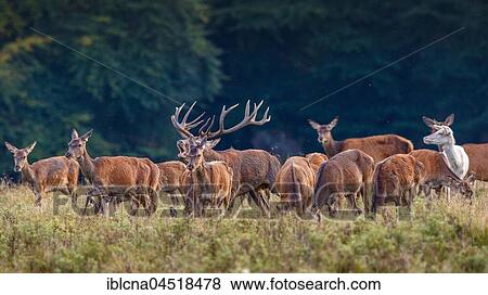 Stock Photo - Red deers (Cervus elaphus), herd, rutting season, Denmark, Europe. Fotosearch