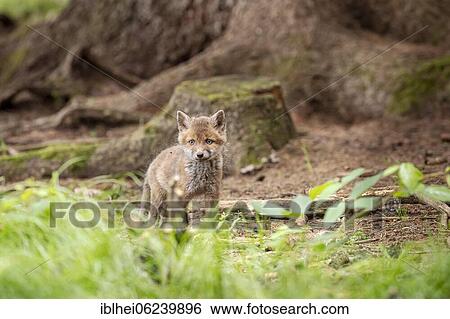 Stock Photograph - Red fox (Vulpes vulpes), curious, in front of the foxhole, Austria, Europe. Fotosearch