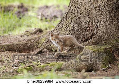 Red fox (Vulpes vulpes) in front of the foxhole, Austria, Europe View Large Photo Image Picture - Red fox (Vulpes vulpes) in front of the foxhole, Austria, Europe. Fotosearch