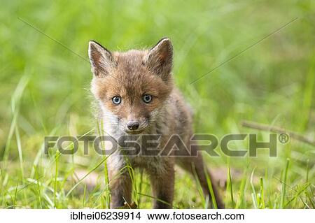Picture - Red fox (Vulpes vulpes) in the meadow, Austria, Europe. Fotosearch