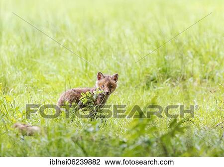 Stock Image - Red fox (Vulpes vulpes) in the meadow, Austria, Europe. Fotosearch
