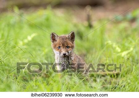 Red fox (Vulpes vulpes) in the meadow, Austria, Europe View Large Photo Image Stock Image - Red fox (Vulpes vulpes) in the meadow, Austria, Europe. Fotosearch