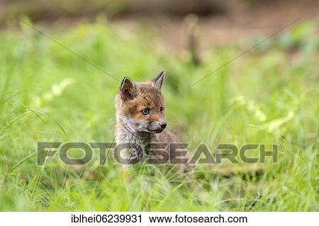 Red fox (Vulpes vulpes) in the meadow, Austria, Europe View Large Photo Image Stock Image - Red fox (Vulpes vulpes) in the meadow, Austria, Europe. Fotosearch