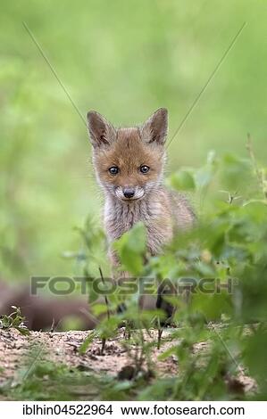 Picture - Red fox (Vulpes vulpes), puppy, young animal at the cave, curious, biosphere reserve Mittellelbe, Saxony-Anhalt, Germany, Europe. Fotosearch