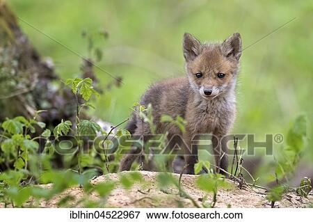 Red fox (Vulpes vulpes), puppy, young animal at the cave, curious, biosphere reserve Mittellelbe, Saxony-Anhalt, Germany, Europe View Large Photo Image Stock Photo - Red fox (Vulpes vulpes), puppy, young animal at the cave, curious, biosphere reserve Mittellelbe, Saxony-Anhalt, Germany, Europe. Fotosearch