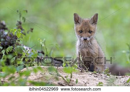 Red fox (Vulpes vulpes), puppy, young animal at the cave, curious, biosphere reserve Mittellelbe, Saxony-Anhalt, Germany, Europe View Large Photo Image Stock Photo - Red fox (Vulpes vulpes), puppy, young animal at the cave, curious, biosphere reserve Mittellelbe, Saxony-Anhalt, Germany, Europe. Fotosearch