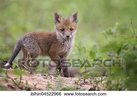 Stock Photograph - Red fox (Vulpes vulpes), puppy, young animal at the cave, curious, biosphere reserve Mittellelbe, Saxony-Anhalt, Germany, Europe. Fotosearch
