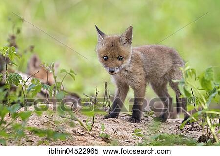 Stock Photography - Red fox (Vulpes vulpes), puppy, young animal at the cave, curious, biosphere reserve Mittellelbe, Saxony-Anhalt, Germany, Europe. Fotosearch