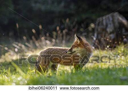 Red fox (Vulpes vulpes), Slovenia, Europe View Large Photo Image Stock Image - Red fox (Vulpes vulpes), Slovenia, Europe. Fotosearch