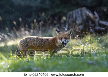 Red fox (Vulpes vulpes), Slovenia, Europe View Large Photo Image Stock Photograph - Red fox (Vulpes vulpes), Slovenia, Europe. Fotosearch