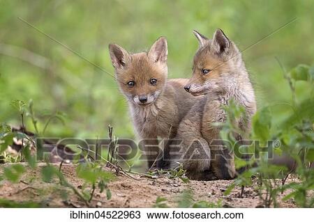 Red foxes (Vulpes vulpes), puppies, young animals at the cave, curious, biosphere reserve Mittellelbe, Saxony-Anhalt, Germany, Europe View Large Photo Image Stock Image - Red foxes (Vulpes vulpes), puppies, young animals at the cave, curious, biosphere reserve Mittellelbe, Saxony-Anhalt, Germany, Europe. Fotosearch