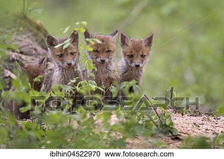 Red foxes (vulpes vulpes), puppies, young animals at the cave, curious, biosphere reserve Mittellelbe, Saxony-Anhalt, Germany, Europe View Large Photo Image Stock Image - Red foxes (vulpes vulpes), puppies, young animals at the cave, curious, biosphere reserve Mittellelbe, Saxony-Anhalt, Germany, Europe. Fotosearch