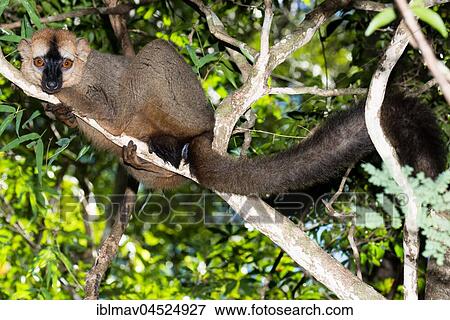 Red-fronted lemur (Eulemur rufifrons) in the tree, Kirindy National Park, Madagascar, Africa View Large Photo Image Stock Photo - Red-fronted lemur (Eulemur rufifrons) in the tree, Kirindy National Park, Madagascar, Africa. Fotosearch