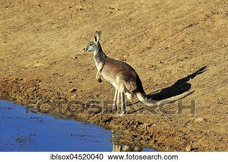 Stock Image - Red kangaroo, (Macropus rufus), adult female by the water, Sturt National Park, New South Wales, Australia, Oceania. Fotosearch