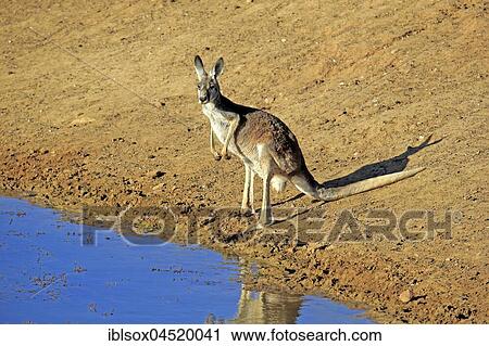 Red kangaroo, (Macropus rufus), adult female by the water, Sturt National Park, New South Wales, Australia, Oceania View Large Photo Image Stock Image - Red kangaroo, (Macropus rufus), adult female by the water, Sturt National Park, New South Wales, Australia, Oceania. Fotosearch