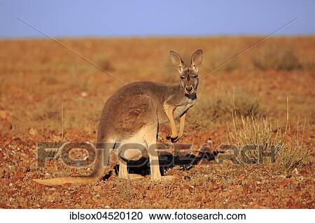 Red kangaroo (Macropus rufus), adult female watchful, Sturt National Park, New South Wales, Australia, Oceania View Large Photo Image Stock Image - Red kangaroo (Macropus rufus), adult female watchful, Sturt National Park, New South Wales, Australia, Oceania. Fotosearch