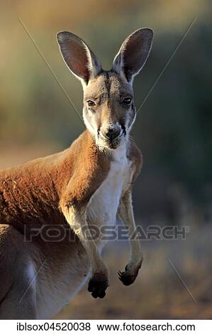Stock Photo - Red Kangaroo (Macropus rufus), adult male, portrait, Sturt National Park, New South Wales, Australia, Oceania. Fotosearch