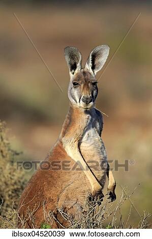 Red Kangaroo (Macropus rufus), adult male, eating, Sturt National Park, New South Wales, Australia, Oceania View Large Photo Image Stock Photo - Red Kangaroo (Macropus rufus), adult male, eating, Sturt National Park, New South Wales, Australia, Oceania. Fotosearch
