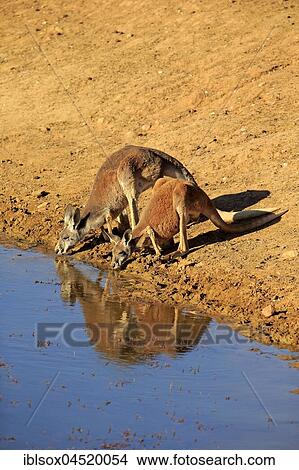 Picture - Red kangaroo (Macropus rufus) animal couple by the water, drinking, Sturt National Park, New South Wales, Australia, Oceania. Fotosearch