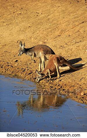 Stock Image - Red kangaroo (Macropus rufus) animal couple by the water, drinking, Sturt National Park, New South Wales, Australia, Oceania. Fotosearch
